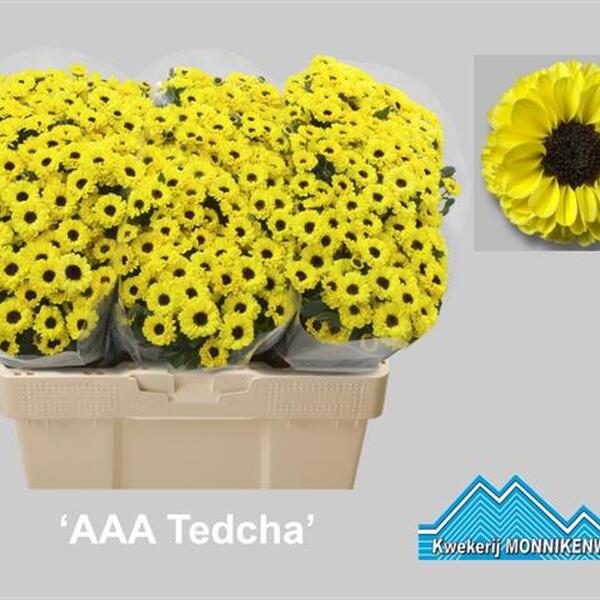 CRISANTEM SANTINI *YIN YANG YELLOW*