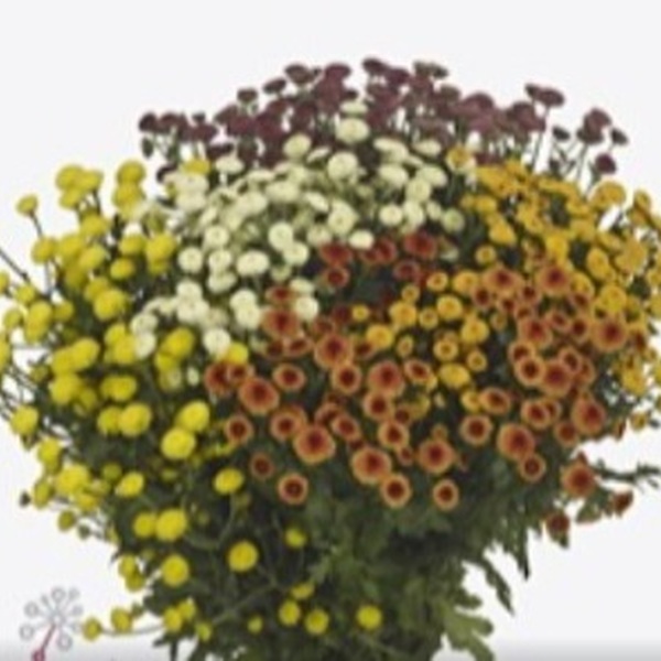 CRISANTEM SANTINI MADIBA *TARDOR MIX*