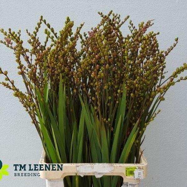 CROCOSMIA BES FIRE KING 85CM