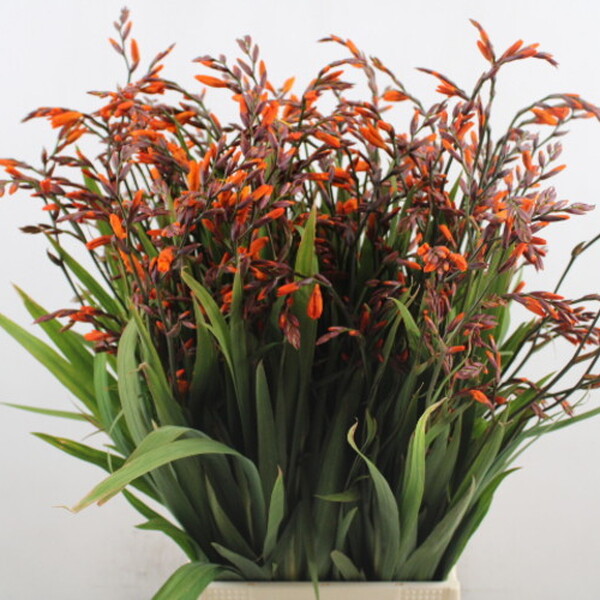 CROCOSMIA EMILY MCKENZI 65CM