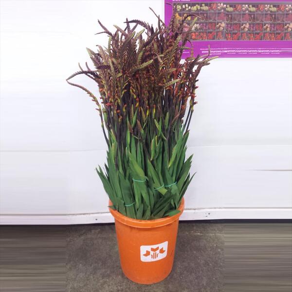 CROCOSMIA 75CM