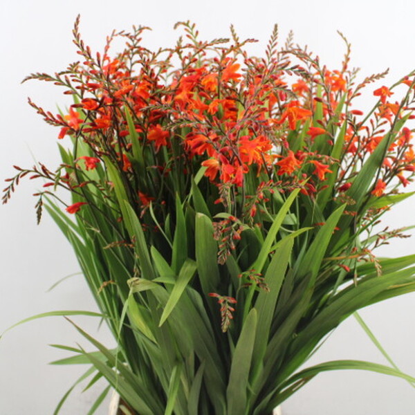 CROCOSMIA RED KING 75CM