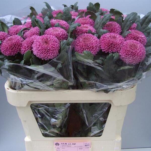 CRIS. UNIFLORA OMSK LILAC