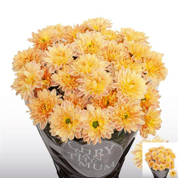 CRISANTEM *PRADA SWEET ORANGE*