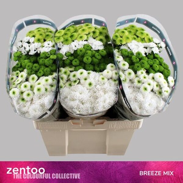 CRIS. SANTINI MIX BREEZE [mix flor/boleta]