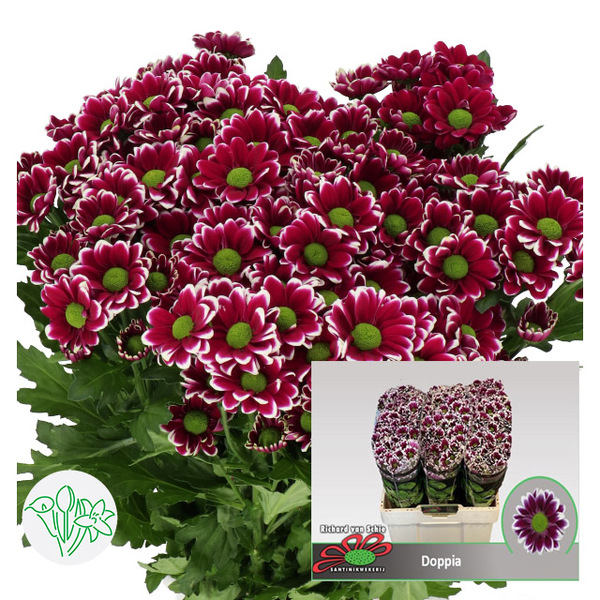 CRISANTEM SANTINI *DOPPIA* 55CM