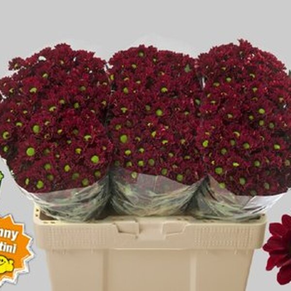 CRISANTEM SANTINI MAREK