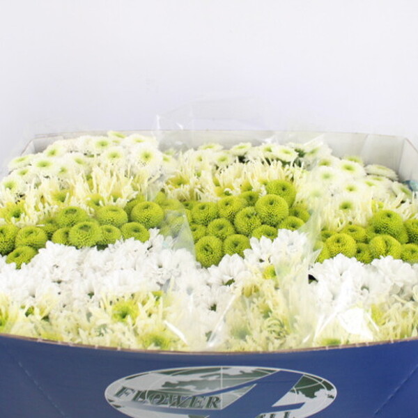 CRISANTEM SANTINI MIX COLD