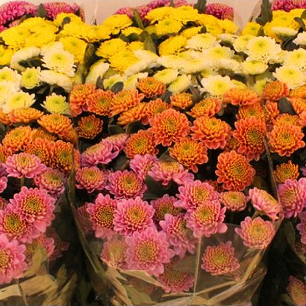 CRIS. SANTINI *MIX ELLISSON*