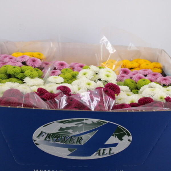 CRISANTEM SANTINI MIX PUMPKIM