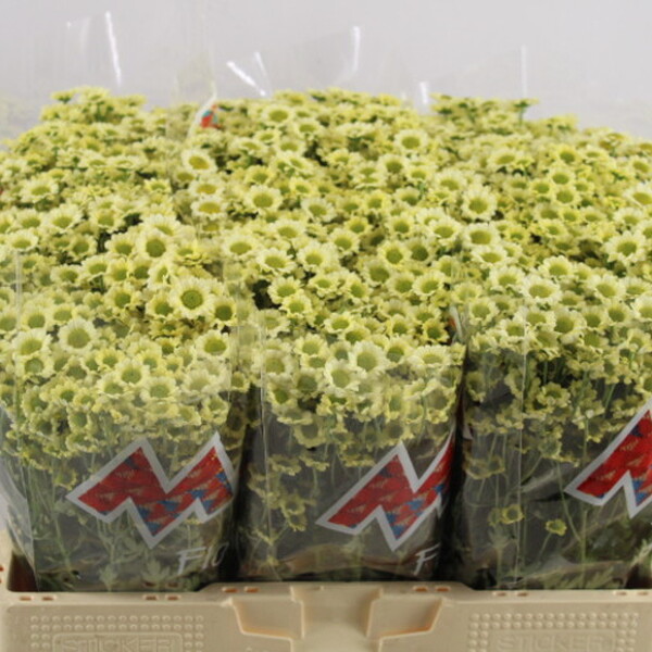 CRIS. SANTINI MADIBA TUMBI