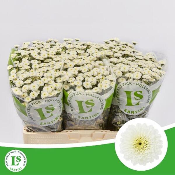 CRIS. SANTINI CALIMERO SNOW 55CM