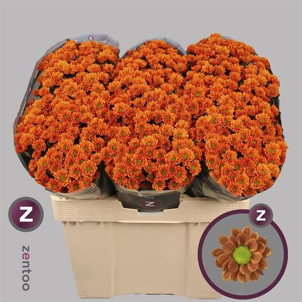 CRISANTEM SANTINI *INSTA*