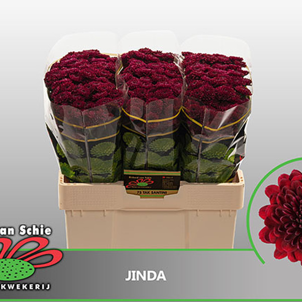 CRISANTEM SANTINI JINDA