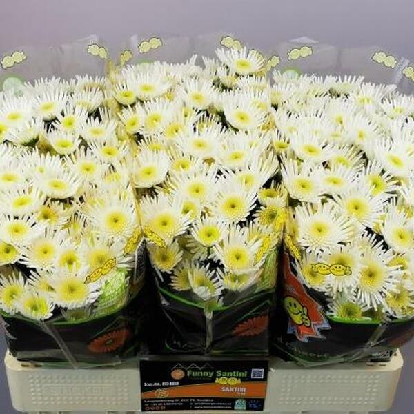 CRISANTEM SANTINI MAARADONA