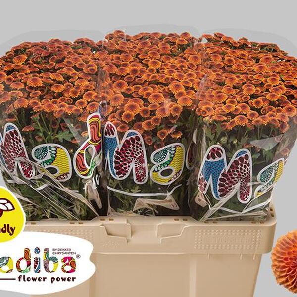 CRISANTEM SANTINI MADIBA POMPON ORANGE