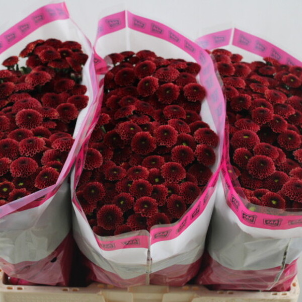 CRISANTEM SANTINI *PURPETTA RED* 55CM