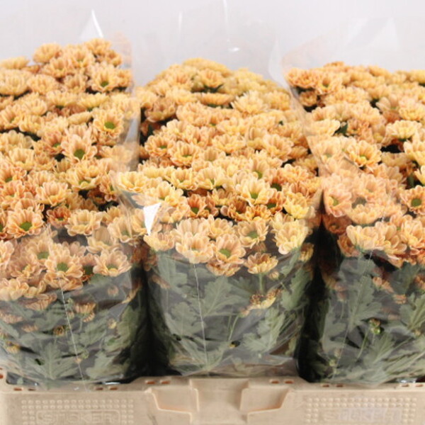 CRISANTEM SANTINI *ROSSI SALMON* 55CM