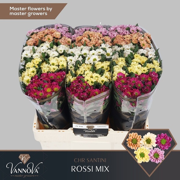 CRISANTEM SANTINI *ROSSI MIX* 55CM