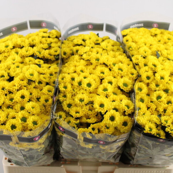 CRISANTEM SANTINI *SMILEY*