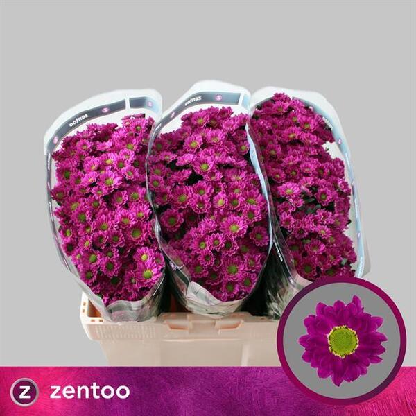 CRISANTEM SANTINI PITAJA