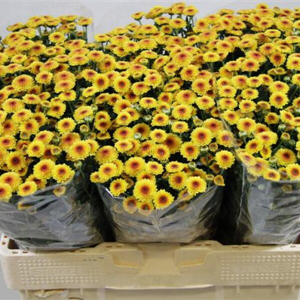 CRISANTEM SANTINI *CALIMERO SHINY* [mini boleta]