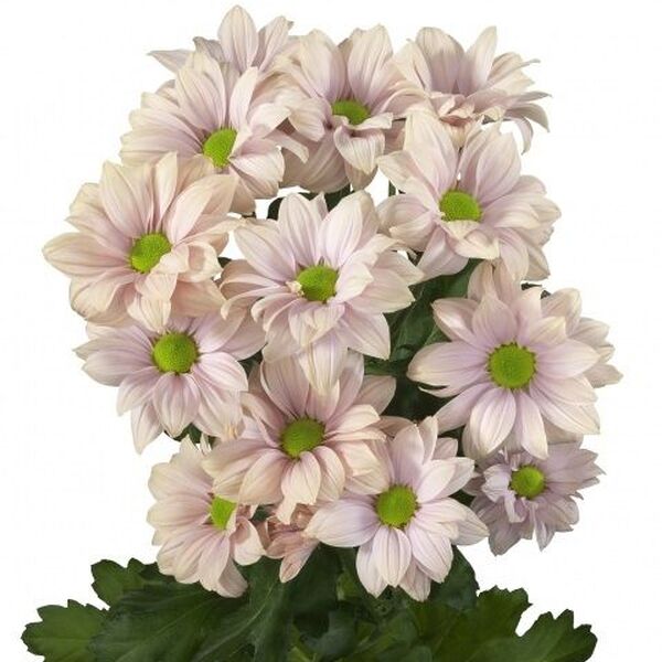 CRISANTEM *SOFTONE SALMO*