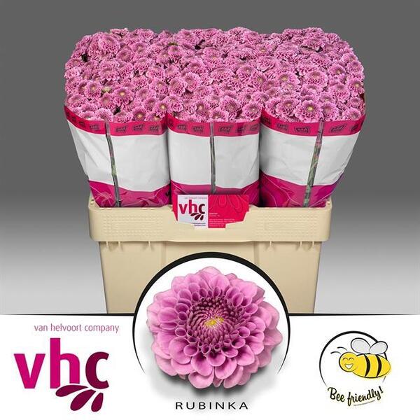 CRISANTEM SANTINI *RUBINKA*