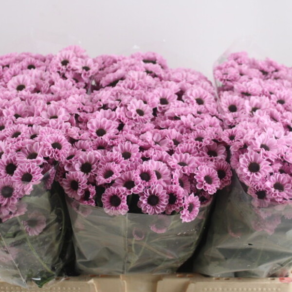 CRISANTEM SANTINI *YIN YANG PINK* 55CM