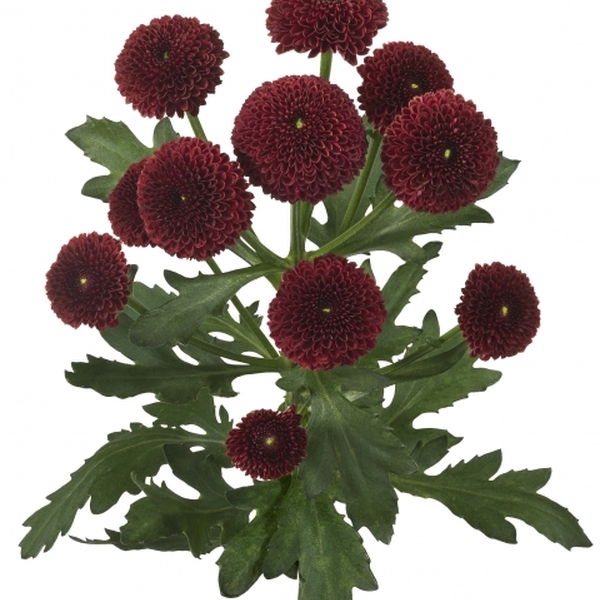 CRISANTEM SANTINI *HEINS* [boleta]