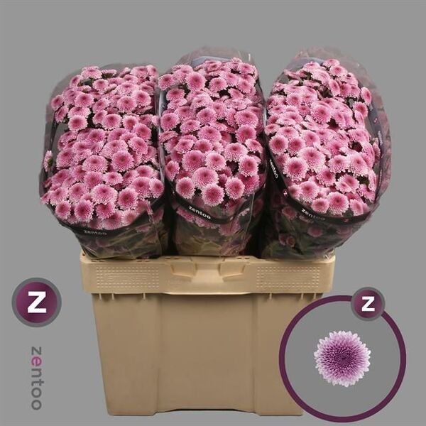 CRISANTEM SANTINI JAMEY