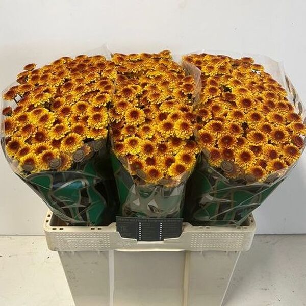 CRISANTEM SANTINI *LEXY* [boleta]