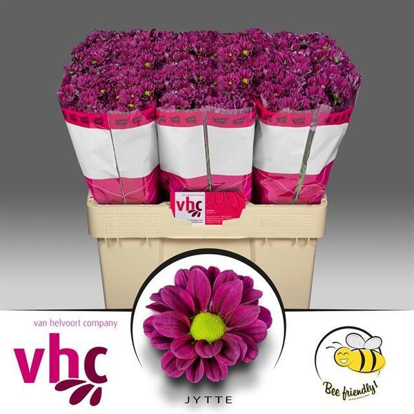 CRISANTEM SANTINI JYTTE