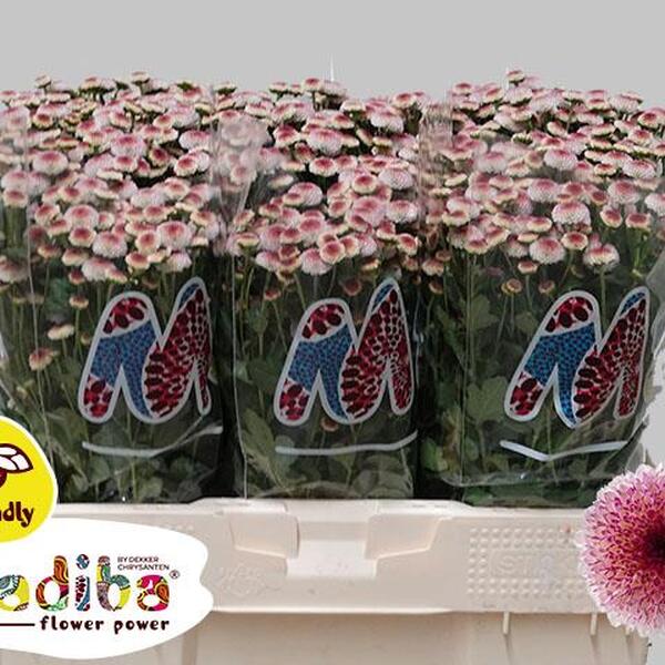 CRISANTEM SANTINI *MADIBA BICO BONGA*