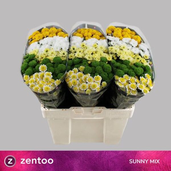 CRISANTEM SANTINI 5 COLORS MIX SUNNY