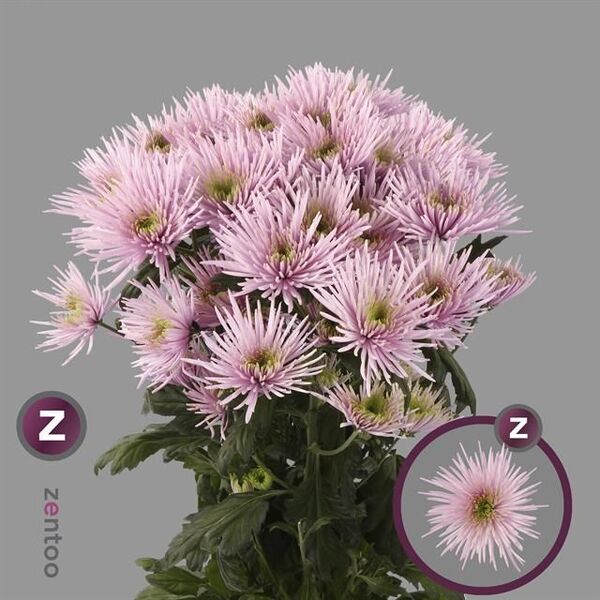 CRISANTEM *TRAUBE CAPRIOOL*