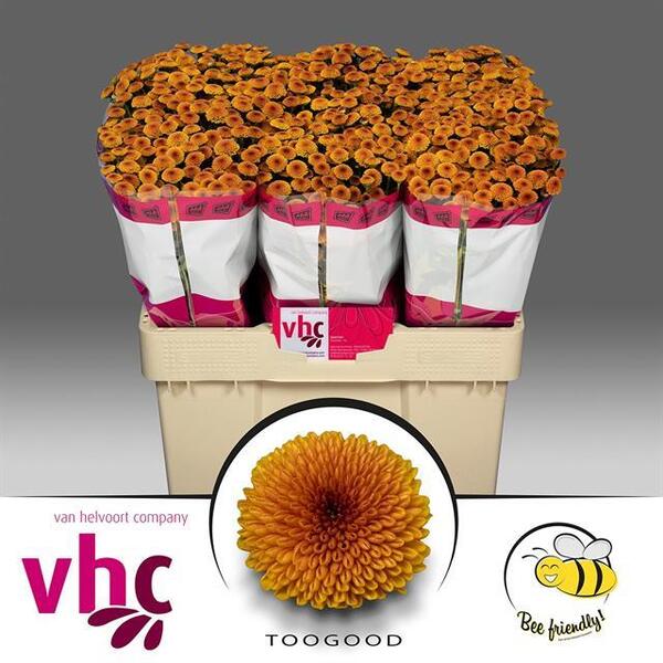 CRISANTEM SANTINI *TOOGOOD* [mini boleta]