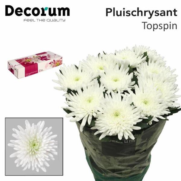 CRIS. UNIFLORA TOPSPIN BLANC