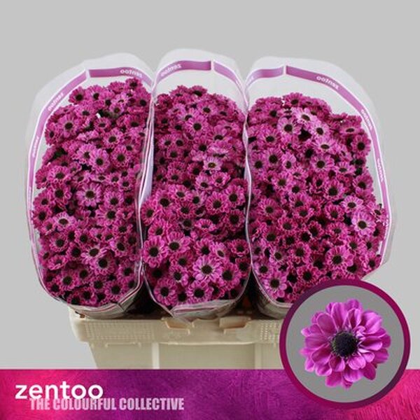 CRIS. SANTINI *YIN YANG PURPLE* 55CM [ull negre]