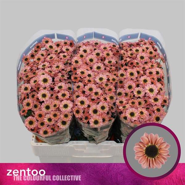 CRIS. SANTINI *YIN YANG SMOKEY* 55CM [ull negre]