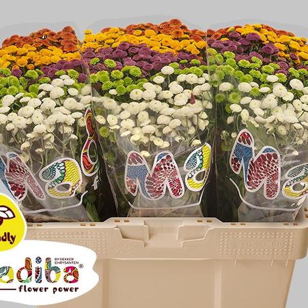 CRISANTEM SANTINI MADIBA POMPON MIX