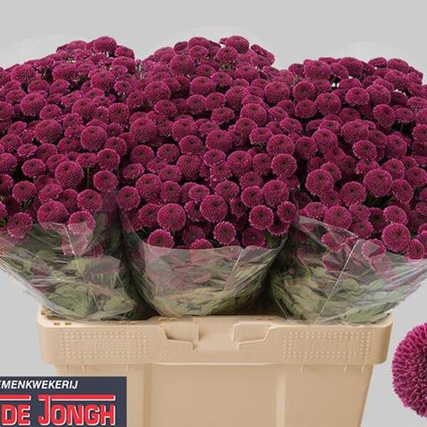 CRISANTEM SANTINI *BODILLY* 55CM