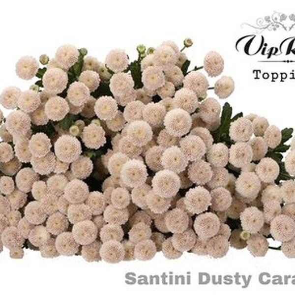 CRIS. SANTINI *PAINT DUSTY CARA* [mini boleta]