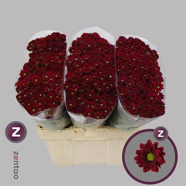 CRISANTEM SANTINI PIMENTO