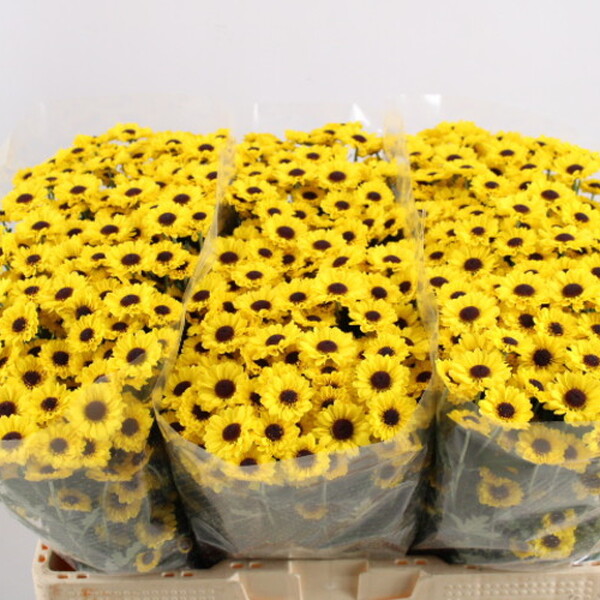 CRISANTEM SANTINI *OKIDOKI*