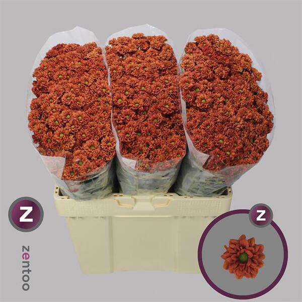 CRISANTEM SANTINI PIMENTO ORANGE