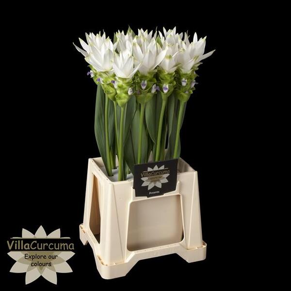 CURCUMA SIAM SHINE 70CM