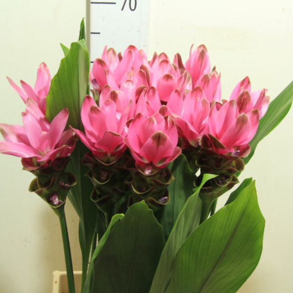 CURCUMA SIAM SHADOW 60CM