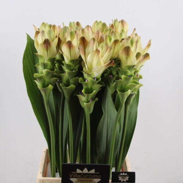 CURCUMA SIAM SITRONE 70CM