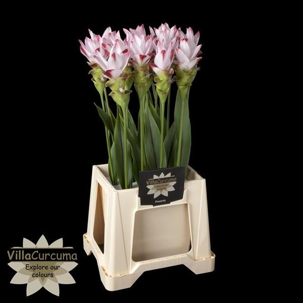 CURCUMA SIAM SUNRISE 70CM